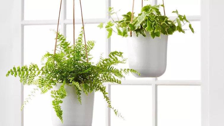 Best places to buy plants online for 2021