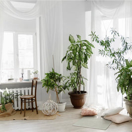 Decorate With Plants