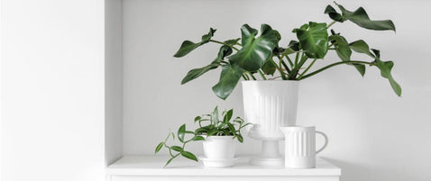 How To Care For Your Philodendron