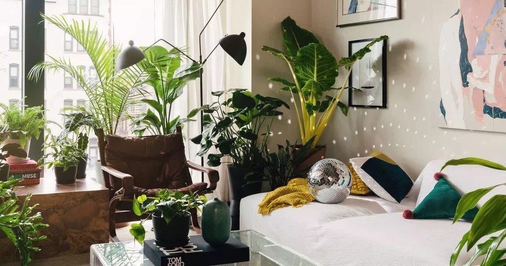 The best places to buy plants online
