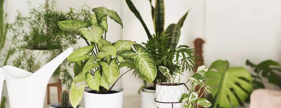 5 Rare Plants That Houseplants Collectors Will Drop Serious Cash For