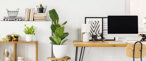 Why You Need Plants In Your Work Place