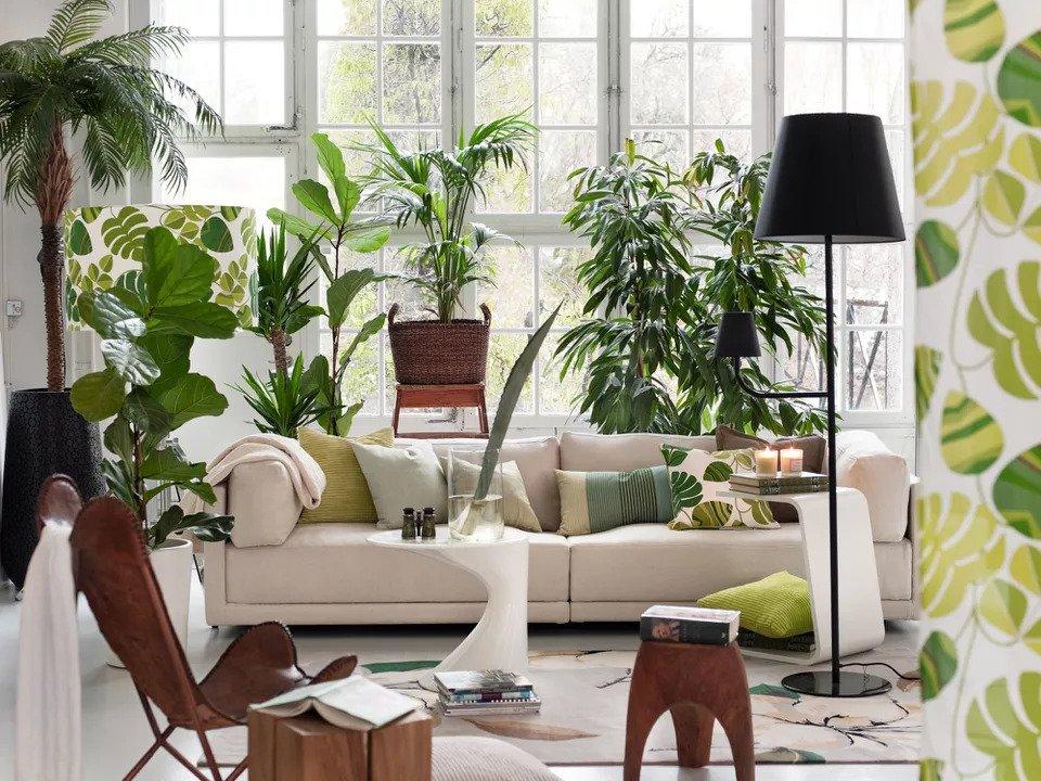 The 5 'It' Plants of 2021, According to the Pros