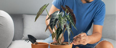 How to Care for Alocasia Polly