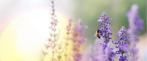 Best Pollinator Friendly Garden Plants