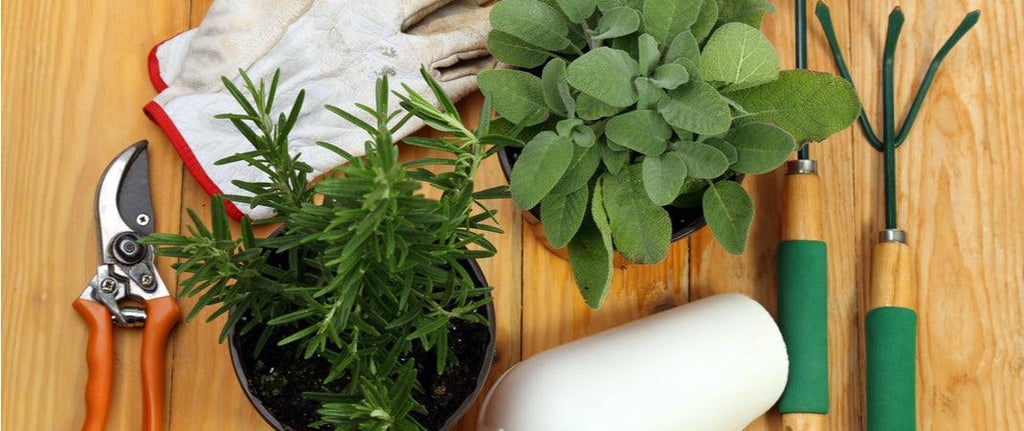 How To Remove Pests From Indoor Plants And Herbs